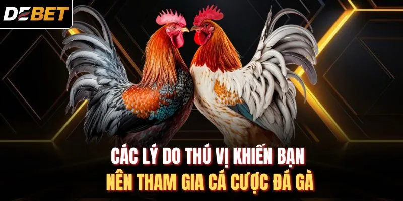 Các lý do thú vị khiến bạn nên tham gia cá cược đá gà
