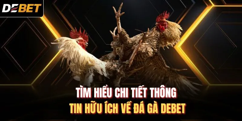 Tìm hiểu chi tiết thông tin hữu ích về đá gà DEBET